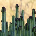 Canary spurge succulent